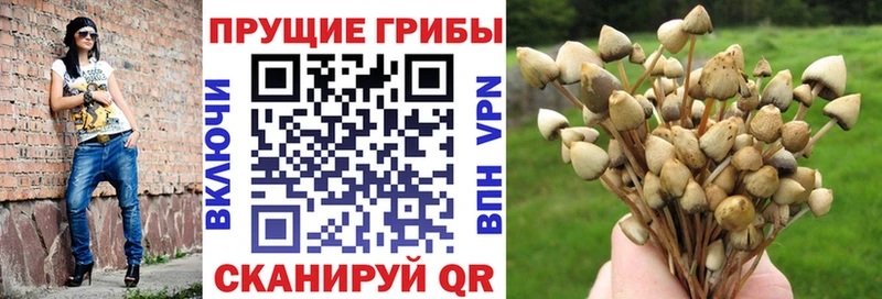 Купить где  Жуковка  Псилоцибиновые грибы Psilocybe 